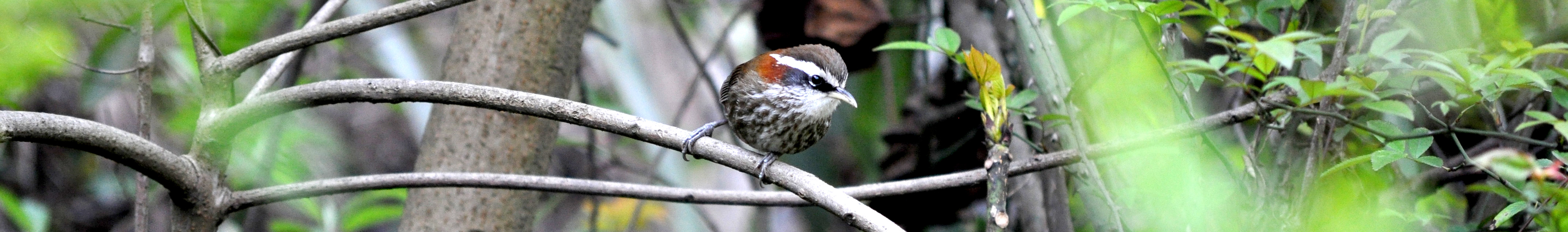 Streak breasted Scimitar Babbler header